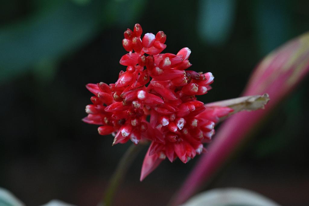 2025-01155995 Tower Hill Botanic Garden, MA.JPG - Stromanthe (Stromanthe thalia 'Triostar'). New England Botanic Garden at Tower Hill, MA, 1-15-2025